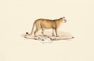 Puma, weiblich von Jacques Christophe Werner