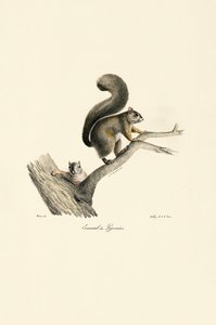 Pyrenäen-Eichhörnchen mit Jungem von Jacques Christophe Werner