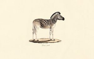 Quagga, weiblich