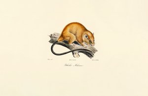 Rotbauchhörnchen (Pithécidie Mélanure) von Jacques Christophe Werner
