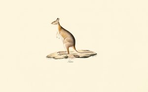 Rotnacken-Pademelon
