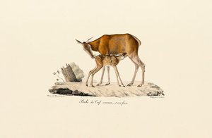 Rothirschkuh mit Kalb