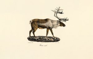 Rentier (Männlich) von Jacques Christophe Werner
