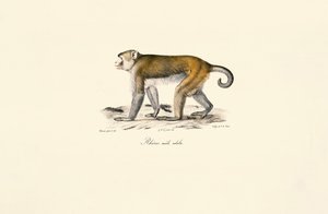 Rhesusaffe (Macaca mulatta)