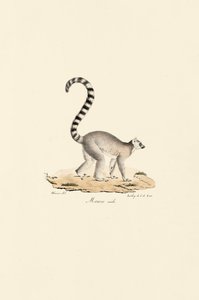 Ringelschwanzlemur Männlich von Jacques Christophe Werner