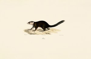 Ringelschwanz-Vontsira von Jacques Christophe Werner