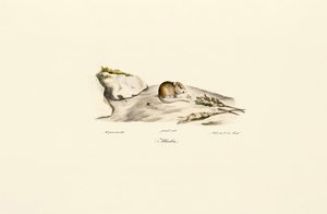 Shaws Rennmaus (Mérion)