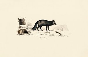 Silberfuchs