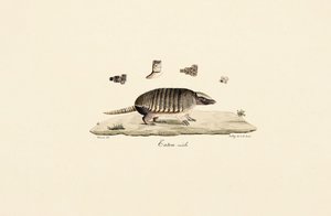 Sechsband-Gürteltier (Männlich) von Jacques Christophe Werner