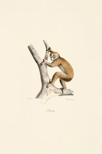 Langsamer Loris