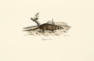 Kleiner Asiatischer Mungo von Jacques Christophe Werner