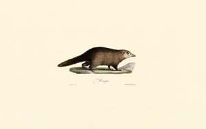 Südamerikanischer Nasenbär von Jacques Christophe Werner