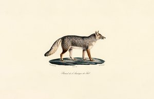 Südamerikanischer Fuchs von Jacques Christophe Werner