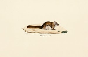 Südliches Flughörnchen (Männlich) von Jacques Christophe Werner