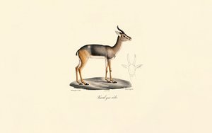 Südlicher Riedbock (Männlich)