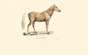 Spanisches Pferd