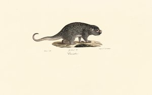 Stachelratte von Jacques Christophe Werner