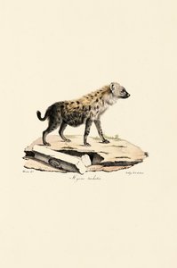Fleckenhyäne von Jacques Christophe Werner