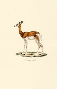 Springbock (Weiblich)