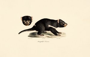 Tasmanischer Teufel von Jacques Christophe Werner