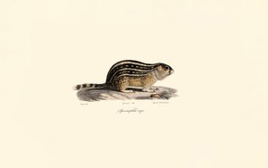 Dreizehnstreifen-Hörnchen
