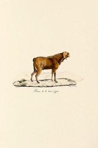Oberägyptischer Ziegenbock