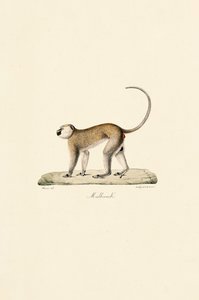 Grüner Meerkatze (Malbrouck)