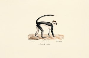 Weißnackenmangabe (Cercocebus torquatus)
