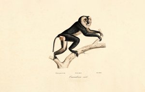 Weißkragenmangabe (Männlich) von Jacques Christophe Werner