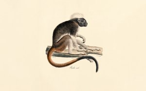 Weißköpfiger Roter Stummelaffe von Jacques Christophe Werner
