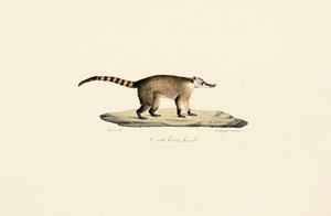 Weißnasen-Nasenbär (weiblich) von Jacques Christophe Werner