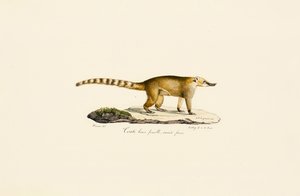 Weißnasen-Nasenbär (weiblich, hellere Variante) von Jacques Christophe Werner