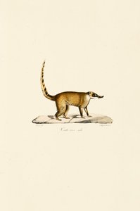 Weißnasen-Nasenbär (männlich)