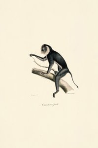 Weißschulter-Marmoset (weiblich)