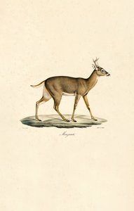 Weißwedelhirsch