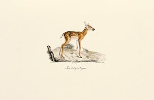 Weißwedelhirsch - Kitz