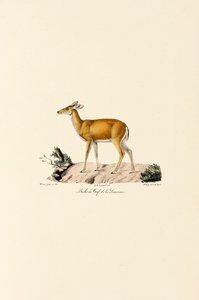 Weißwedelhirschkuh