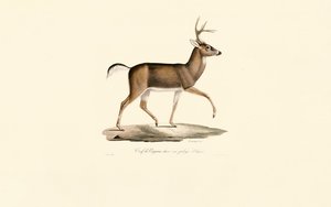 Weißwedelhirsch im Winterfell (Cerf de Virginie dans son pelage d