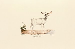 Weißes Damwild-Variante