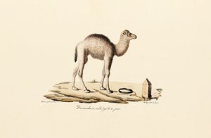 Junger Dromedar von Jacques Christophe Werner