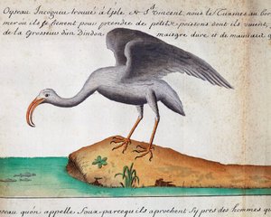 Weißer Ibis (Eudocimus albus), Sao Vicente Insel, Kap Verde, Aquarell aus dem Logbuch von Jacques Gouin de Beauchesne (1652-1730), Kapitän der Compagnie royale de la Mer du Sud, von 1698 bis 1701, Frankreich von Jacques Gouin de Beauchesne