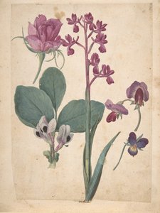 Ein Blatt mit Studien von Blumen: Eine Rose, ein Stiefmütterchen, eine Duftwicke, eine Gartenerbse..., 16. Jahrhundert von Jacques Le Moyne