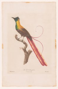 Paradiesvogel auf einem Ast von Jacques Louis Perée
