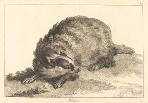 Blereau (Dachs)