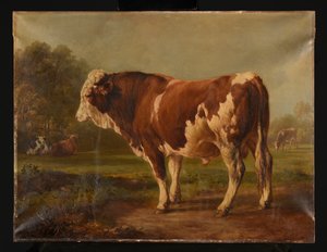 Junger Stier