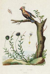 Seidenschwanz und Schafgarbe von Jacques Reyne Isidore Acarie Baron