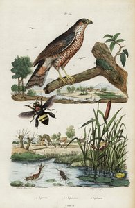 Sperber, Eintagsfliege und Biene, 1834-1839 (Gravur) von Jacques Reyne Isidore Acarie Baron