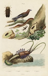 Langusten, Schwalben, Glühwürmchen und Blattschlangen von Jacques Reyne Isidore Acarie Baron