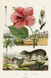 Felsenmeerschweinchen und Chinesischer Hibiskus von Jacques Reyne Isidore Acarie Baron
