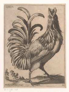 Hahn